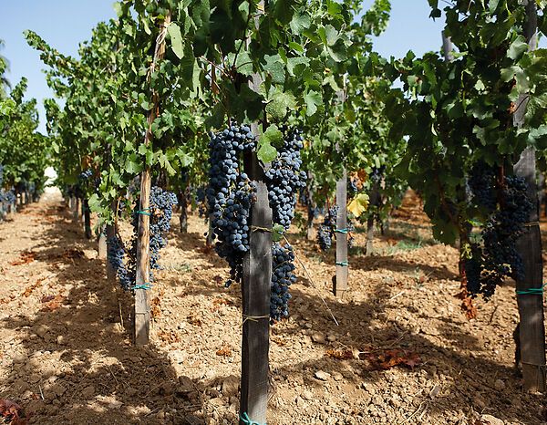 Bush vine cultivation in Sicily